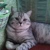 Чистокровный британский кот Котя 5 лет, опытен, чертовски красив, уговорит любую, имеет более 200 вязок и многочисленное потомство