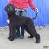 Предлагаем приобрести подрощенного щенка одной из самых красивых собак -афганской борзой
