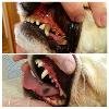 Ультразвуковая чистка зубов собакам в г