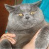 Ведущий питомник британских кошек Серебристый Снег из Москвы продает элитных голубых британских котят, НОВЕЙШИЕ ЕВРОПЕЙСКИЕ линии, крепкий костяк, набивная шерсть, устойчивая психика, приучены ко всему