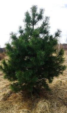 Сибирский Кедр вечнозеленое хвойное дерево достигающее в высоту до 40 метров