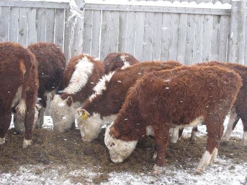 Реализуем бычков казахской белоголовой породы в кол-ве 40 голов
