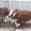 Реализуем бычков казахской белоголовой породы в кол-ве 40 голов