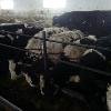 Компания 'Тренд Агро' реализует скот различных пород и направлений (черно-пестрая, герефорд, симментал и пр