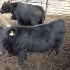 Компания 'Тренд Агро' реализует скот различных пород и направлений (черно-пестрая, герефорд, симментал и пр