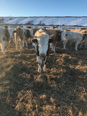 Скот чистый, здоровый, находится в Челябинской области