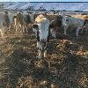 Скот чистый, здоровый, находится в Челябинской области
