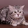 Вязка-Британский чёрный серебристый мраморный кот