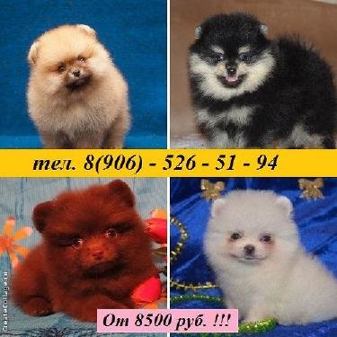 ШПИЦА щеночков разных окрасов продам недорого
