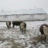 Продам бычки товарные казахской белоголовой породы вес от 150 до 280 кг