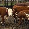 Продам коровы товарные герефордской породы