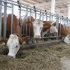 Продам коровы товарные породы герефорд
