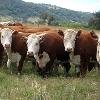 Продам коровы племенные казахской белоголовой породы