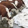 Продам коровы товарные казахской белоголовой породы