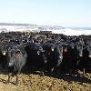 Продам коровы товарные породы абердин ангус