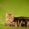 чистокровный прямоухий мраморный Британский кот, с прививки и документами, ждет подружек в гости, имеет потомство, уговорит любую , вязка стоит 1500