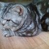 Вязка с мраморным чистокровным котом
