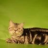 Чистокровный мраморный британский кот с документами и прививками ждёт невест на вязку, имеет Мраморное здоровое красивое потомство , уговорит любую недотрогу, цена вязки 1