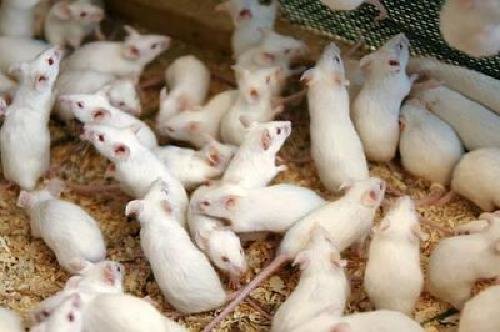 Продаются живые и замороженные кормовые белые мыши любых размеров