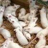 Продаются кормовые белые мыши в Самаре