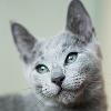 Роскошные русские голубые котята
