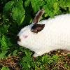 Цена указанна  за 1-МЕС жизни кроликаА также предлагаю мясо кролика по цене 400р/кг