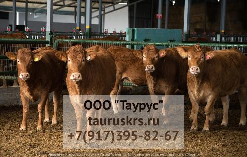 Продажа телок, нетелей молочных пород из России