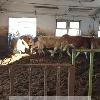 Продажа КРС товарных коров Красной степной породы