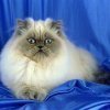 Кот, кошка стрижка от колтунов. Зоосалон "Balyti" профессиональные парикмахерские услуги для животных