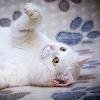 Бархатная нежная белая кошка Лапа