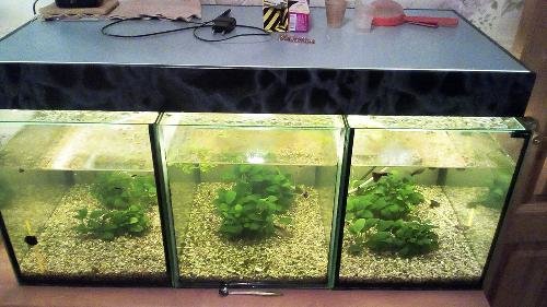 Три аквариума по 50 литров для отсадки пар и разведения мальков под одной общей крышкой с тремя лампами