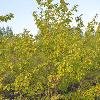 Саженцы груши уссурийской. Осуществляем посадку деревьев и кустарников