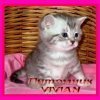 Московский племенной питомник VIVIAN (ЛИЦЕНЗИЯ WCF) Продажа британских клубных плюшевых котят