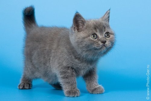 8(910)483-40-91 Продаются британские котята от Международного Чемпиона - коты лилового и голубого окрасов