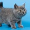 8 (910)-483-40-91 Монопородный питомник британских короткошерстных кошек 'Lozovsky'