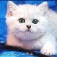 Британские котята Серебристые шиншиллы шоу-класс c изумрудными глазами