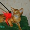 Питомник Elite kittiesВыращены в теплой, семейной обстановке на натуральных кормах