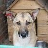 Эта скромная и добрая собака попала в ЦБЖ Ростова-на-Дону с серьёзной травмой лапы: лапа была плотно перекручена проволокой